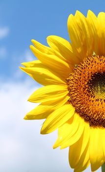 A sunflower on a sunny day