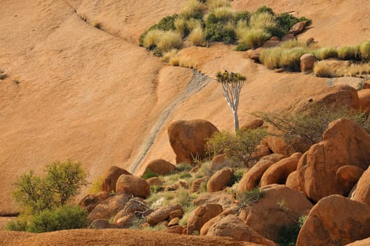 Landscape with quiver tree at the Spitzkoppe in Namibia