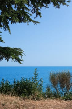 Sea landscape with big pine branch in left corner