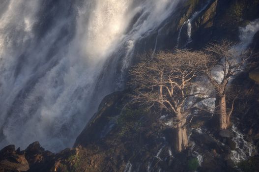 Baobabs in the spray at the bottom of the Ruacana waterfalls, Namibia 