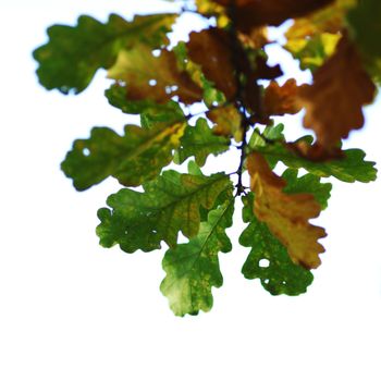 autumn leaves macro close up