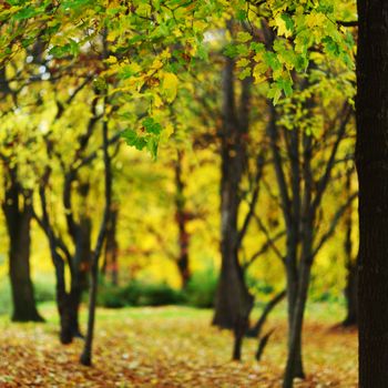 close up autumn trees in park