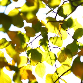 autumn leaves macro close up