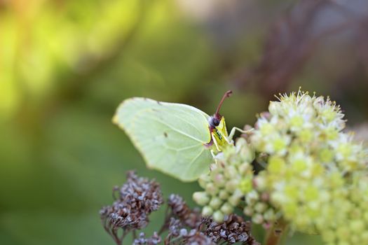 Common Brimstone butterfly on a Norwegian angelica