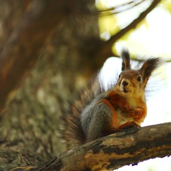 squirrel in autumn forest macro close up