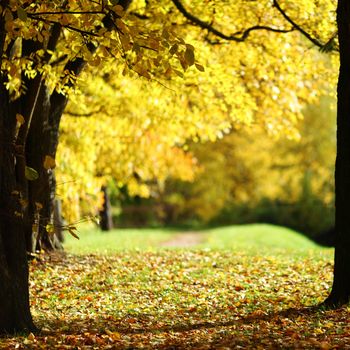 close up autumn trees in park