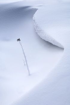 Beautiful minimalistic snowy background with a single frozen weed stalk