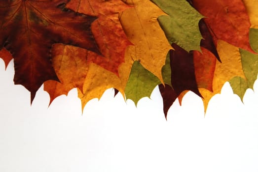 Colorful maple leaves isolated on the white background