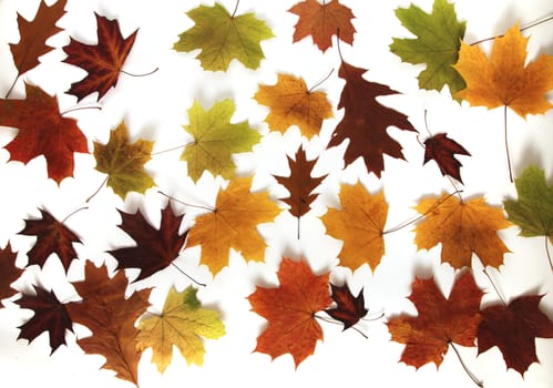 Colorful maple leaves isolated on the white background