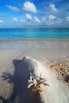 Beautiful Maldivian beach with a coral in the front