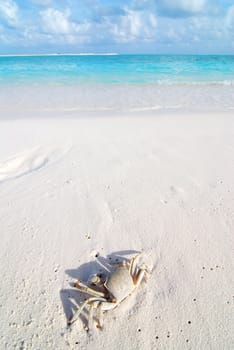 Small crab on a beautiful Maldivian beach 