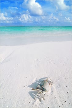 Small crab on a beautiful Maldivian beach 