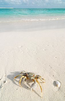 Small crab on a beautiful Maldivian beach 