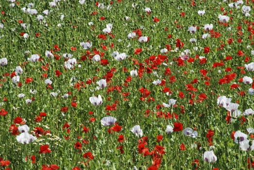 Meadow and a field with many flowers - red and white wild poppies