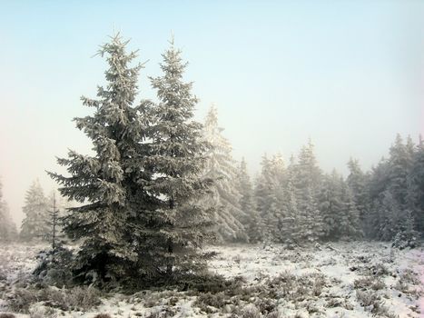  Forest in winter. Trees are heavily covered by snow.               