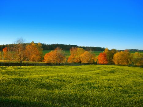 Beautiful autumn landscape with colorful trees and blooming yellow late rape