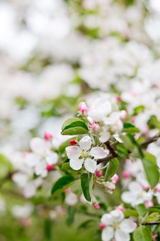 pink apple flowers 