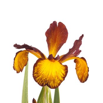 Stem with an open flower of a yellow and brown Spuria iris isolated against a white background