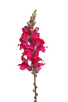 Single stem with red and yellow flowers of snapdragon (Antirrhinum majus) isolated against a white background