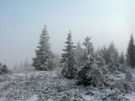 Beautiful winter landscape with trees covered by snow and frost