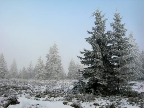 Beautiful winter landscape with trees covered by snow and frost