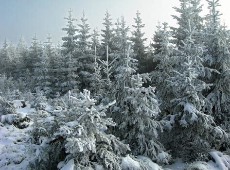 Beautiful winter landscape with trees covered by snow and frost