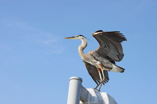 Great blue heron (Ardea herodias) standing on a post with its wings spread after landing near Sarasota, Florida, against a bright blue sky with copy space for text