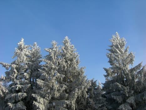 Beautiful winter landscape with trees covered by snow and frost