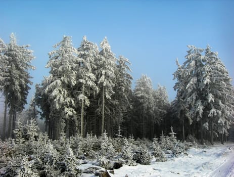 Beautiful winter landscape with trees covered by snow and frost