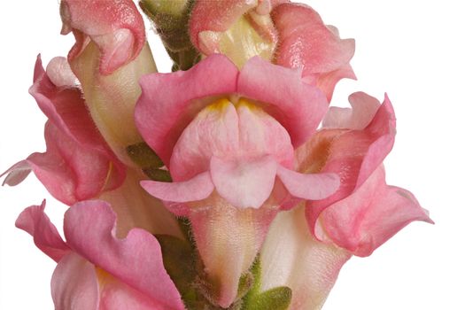 Macro image of a stem of pink flowers of snapdragon (Antirrhinum majus) isolated against a white background