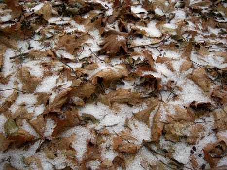 Old fallen leaves are covered by snow flakes