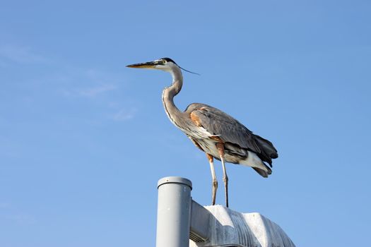 Great blue heron (Ardea herodias) standing on a post near Sarasota, Florida, against a bright blue sky