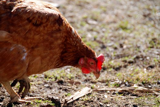 Hen is looking for food on te wet ground