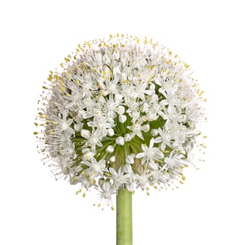 Large flower head of the edible onion (Allium cepa) isolated against a white background