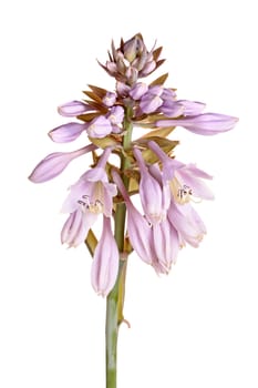 Single stem with multiple open flowers of a hosta hybrid isolated against white