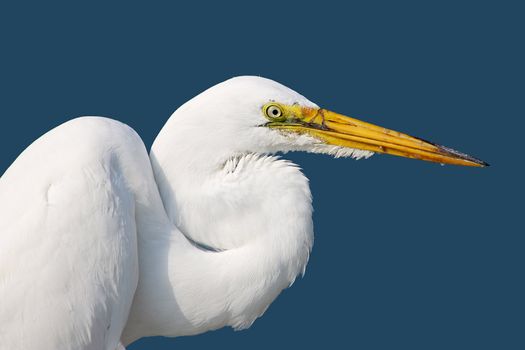 Head, neck and shoulders of a great egret (Ardea alba) against a blue background near Sarasota, Florida
