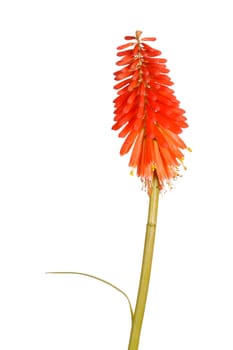 Single stem with bright orange flowers of the red hot poker, Kniphofia, also called Tritoma or torch lily, isolated against a white background