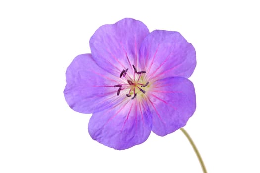 Single bright urple and red flower of the cultivated Geranium isolated against a white background