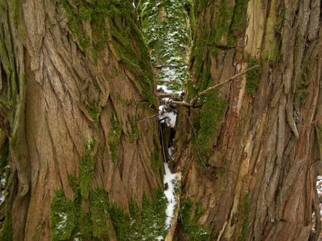 A tree bark is covered by moss and snow