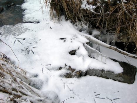 Brook with ice cover and bird tracks in the snow