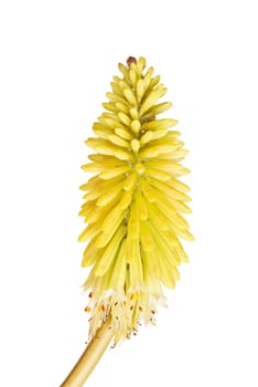 Single stem piece with bright yellow flowers of the red hot poker, Kniphofia, also called Tritoma or torch lily, isolated against a white background
