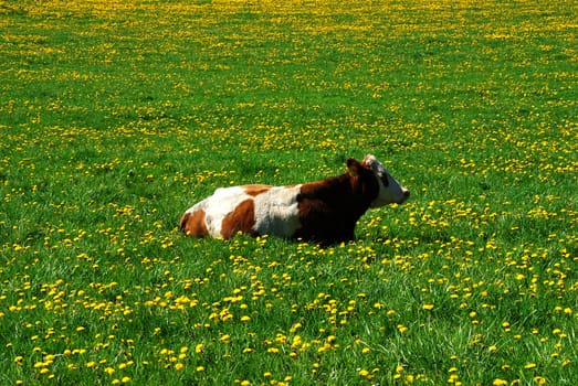 Cow and a green field full of danelions