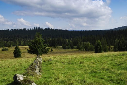 Green meadow between two forest in Tatras, Slovakia