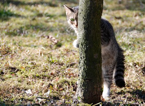 Lovely green eyed kitten is hiding and peeking behind the tree. 