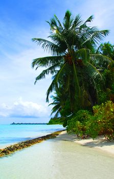 Beutiful tropical beach in the Maldives with a coconut palms hanging over the sea and stone formation in the front