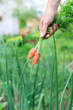 fresh carrots