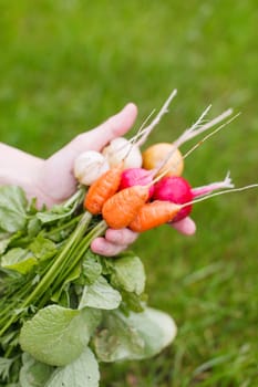 fresh vegetables 