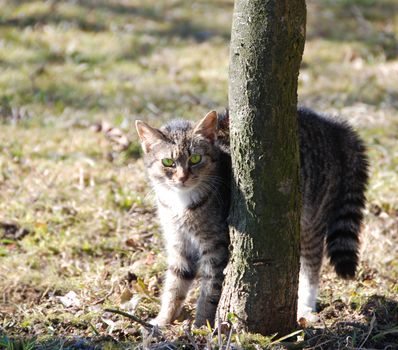 Lovely green eyed kitten is hiding and peeking behind the tree. 