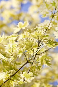 green leaves