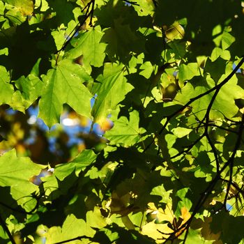 autumn leaves in the park